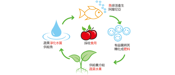 魚菜共生區